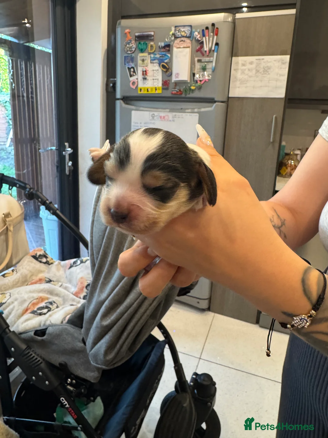 Mixed Breed dogs for sale: Cocker spaniel puppies - Advert 12