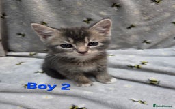 Mixed Breed cats for sale: Beautiful kittens  - Image 9