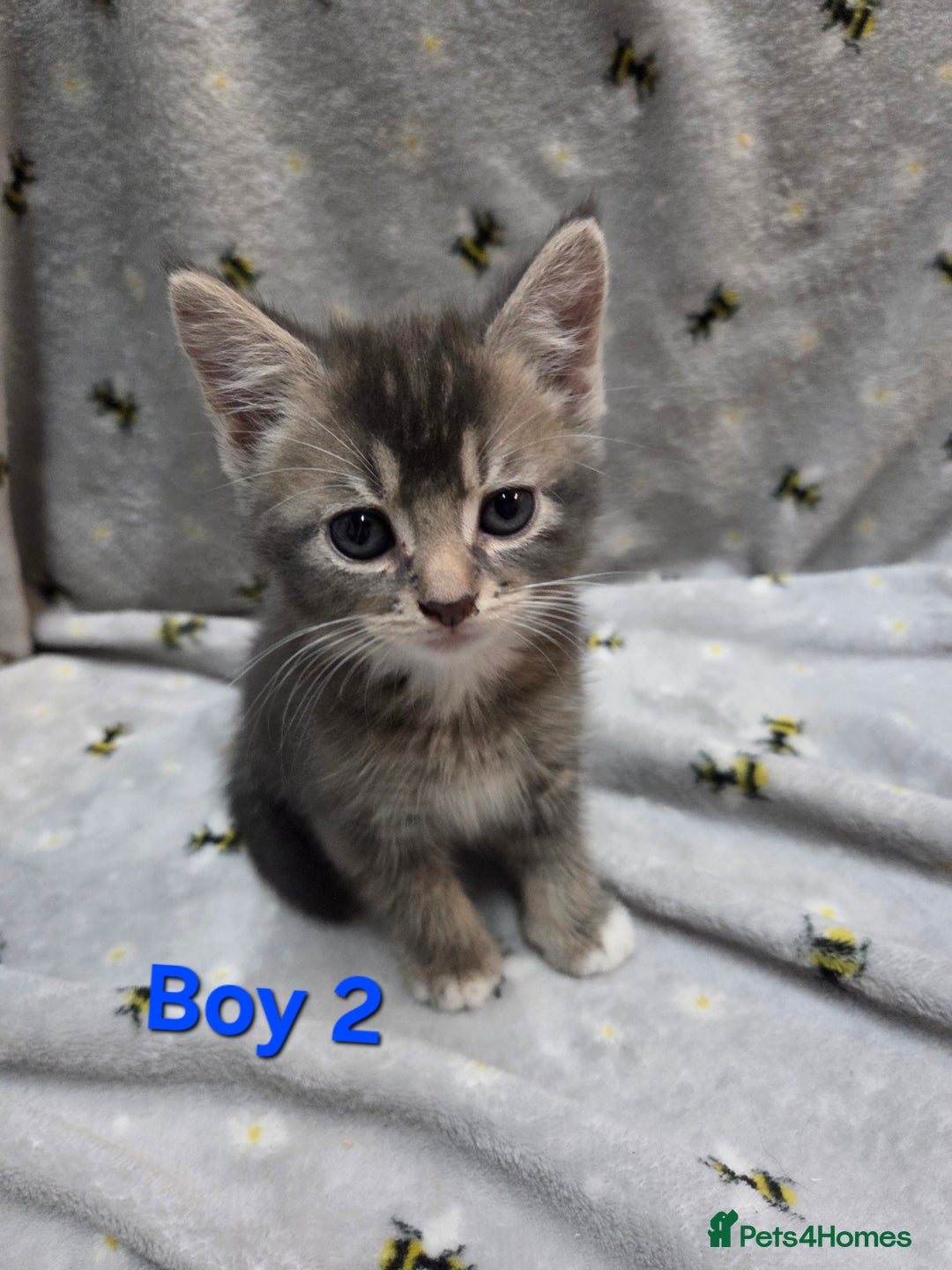 Mixed Breed cats for sale: Beautiful kittens  - Image 9