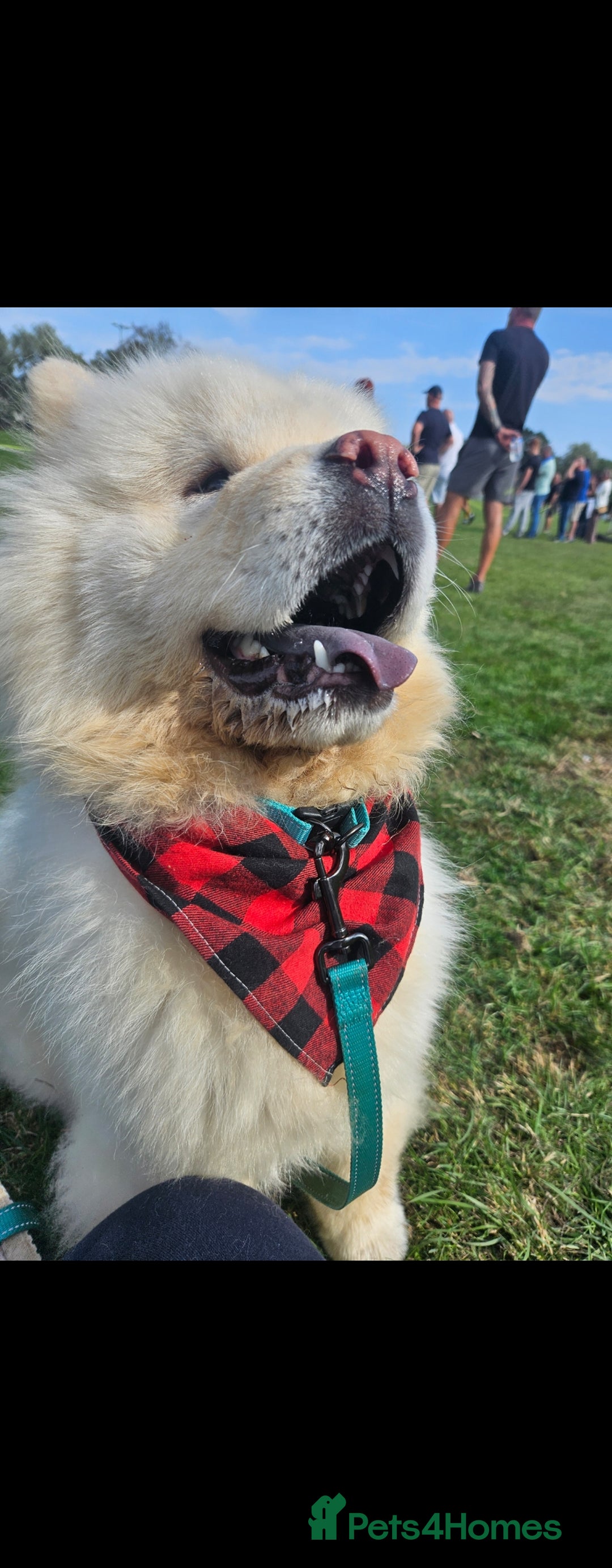 Chow Chow dogs for stud: Gorgeous chow chow for stud  - Advert 2