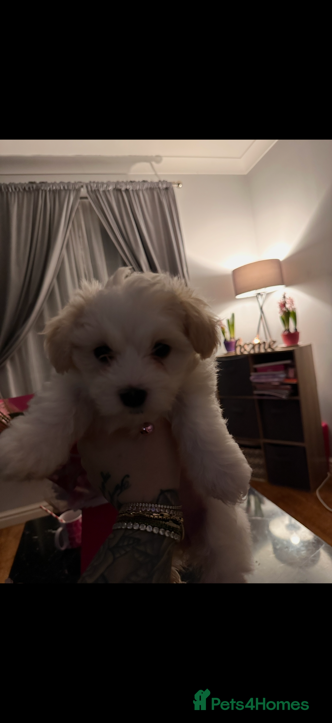 Maltese dogs for sale: Maltese bichon puppies - Advert 7