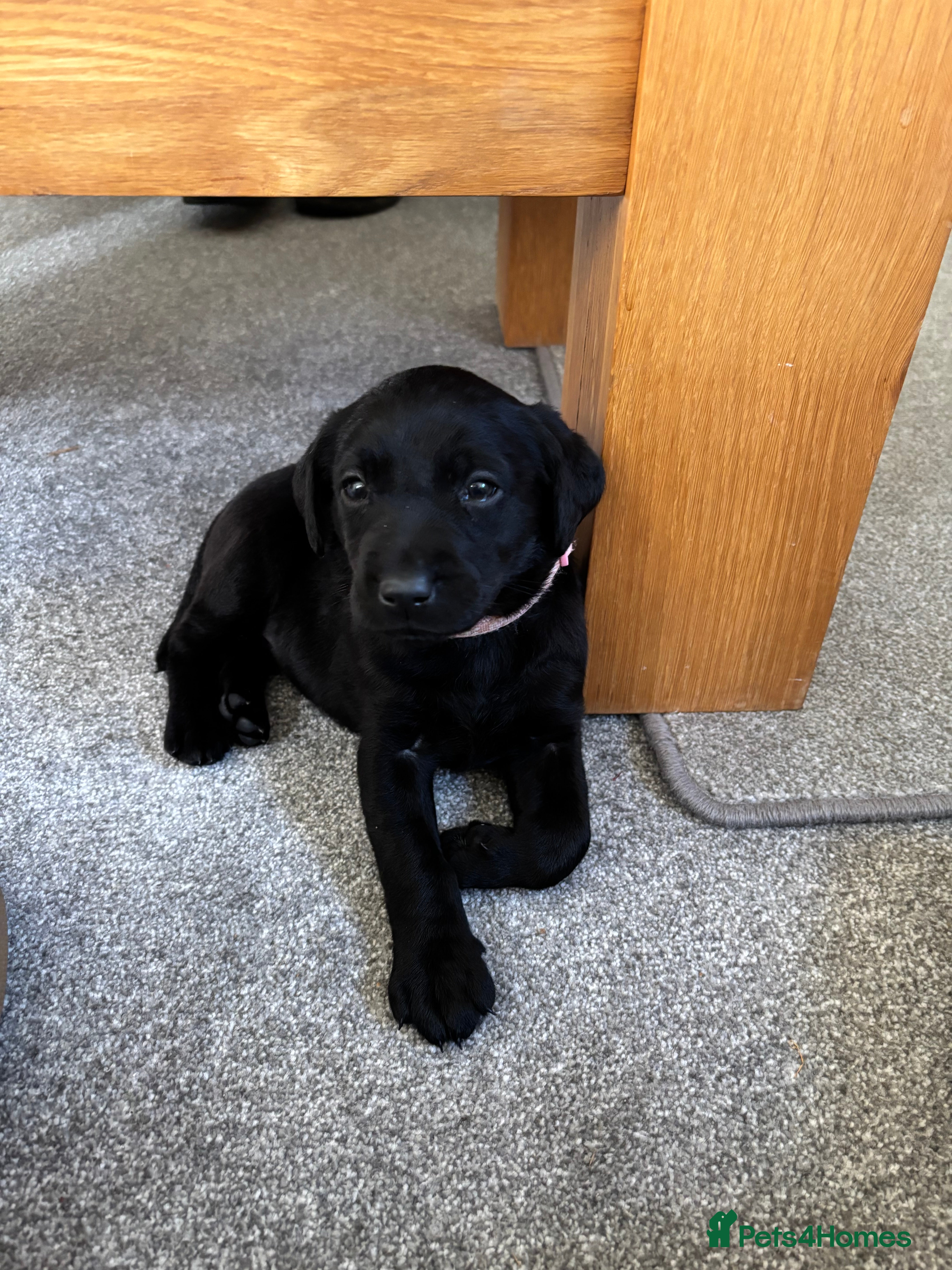 Labrador Retriever dogs Kc black Labrador puppies - Advert 4