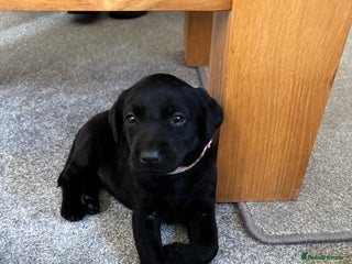 Labrador Retriever dogs Kc black Labrador puppies - Advert 2