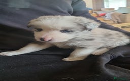 Border Collie dogs for sale: Border collie puppies with KC registered parents - Image 16
