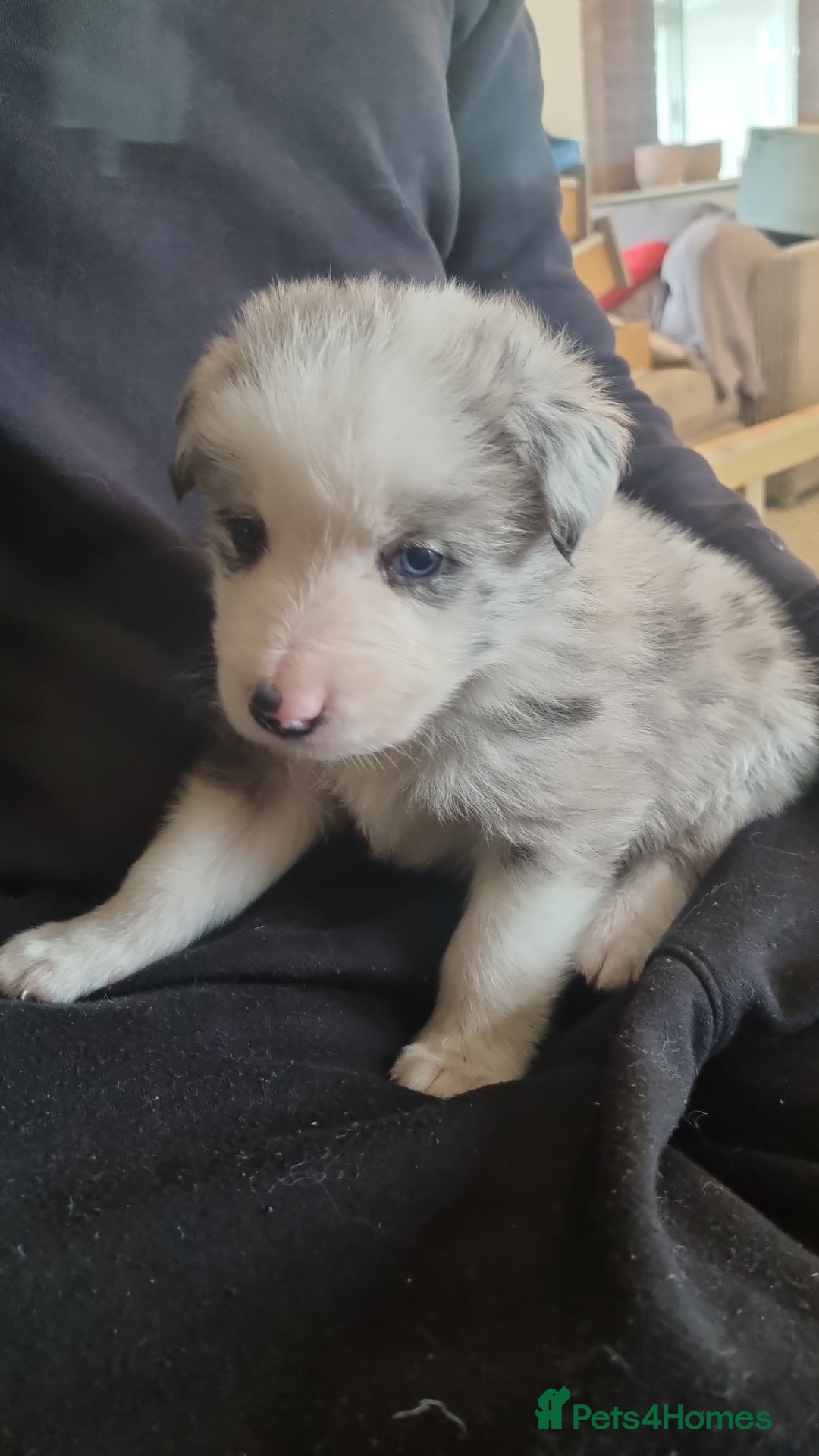 Border Collie dogs for sale: Border collie puppies with KC registered parents - Image 16