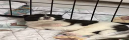 Akita dogs for sale: American Akita Puppies - Advert 37