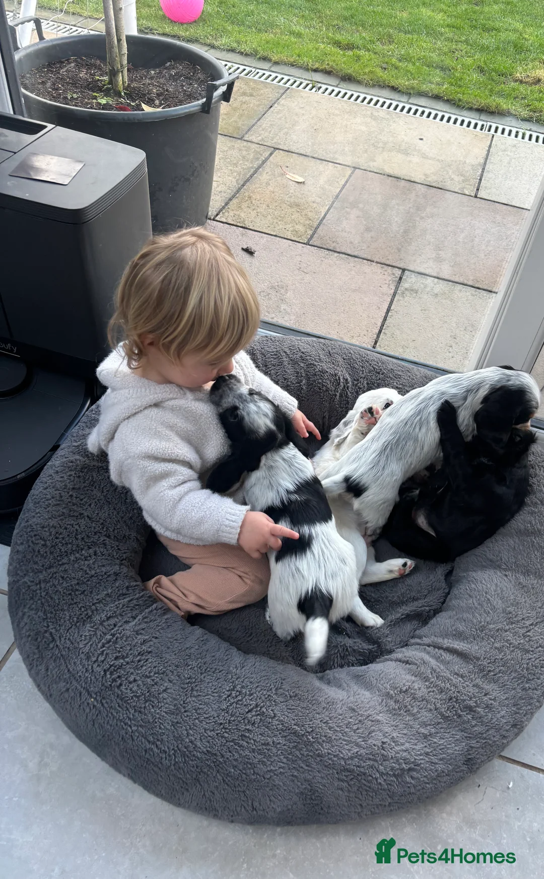 Cocker Spaniel dogs for sale: Working cocker spaniel puppies  - Advert 11