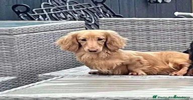 Miniature Dachshund dogs - Advert 13