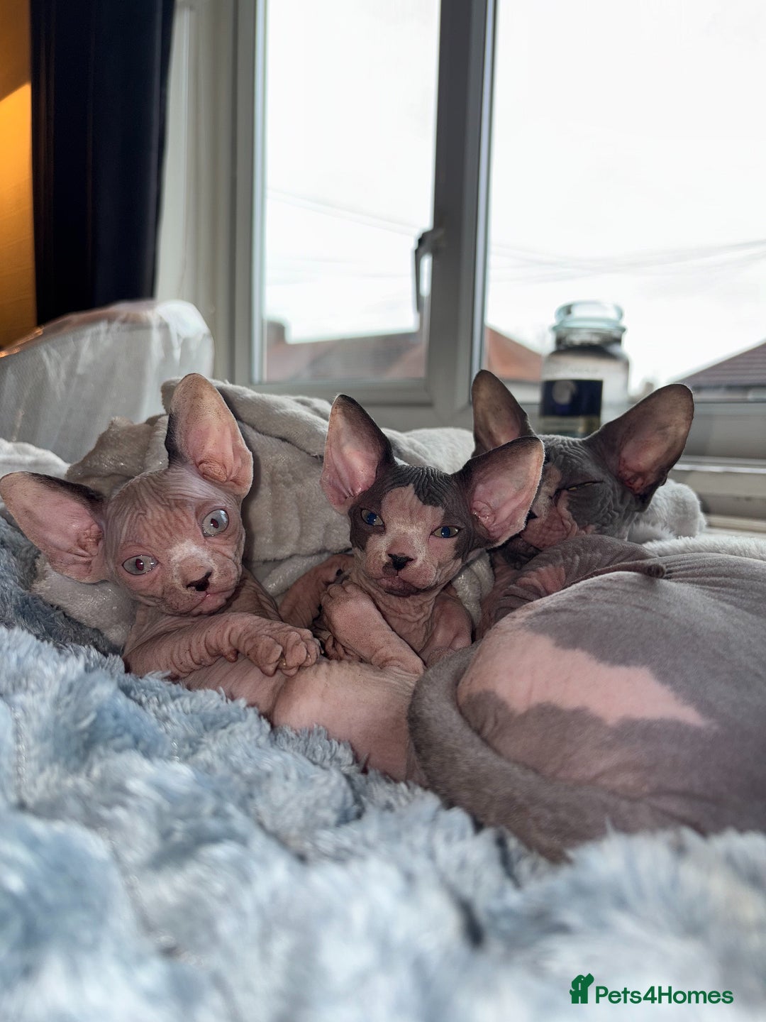 Sphynx cats for sale: Two beautiful male Sphynx kittens  - Advert 21