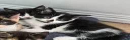 Mixed Breed cats for sale: 2 black and white male kittens very friendly  in Barnstaple - Advert 5