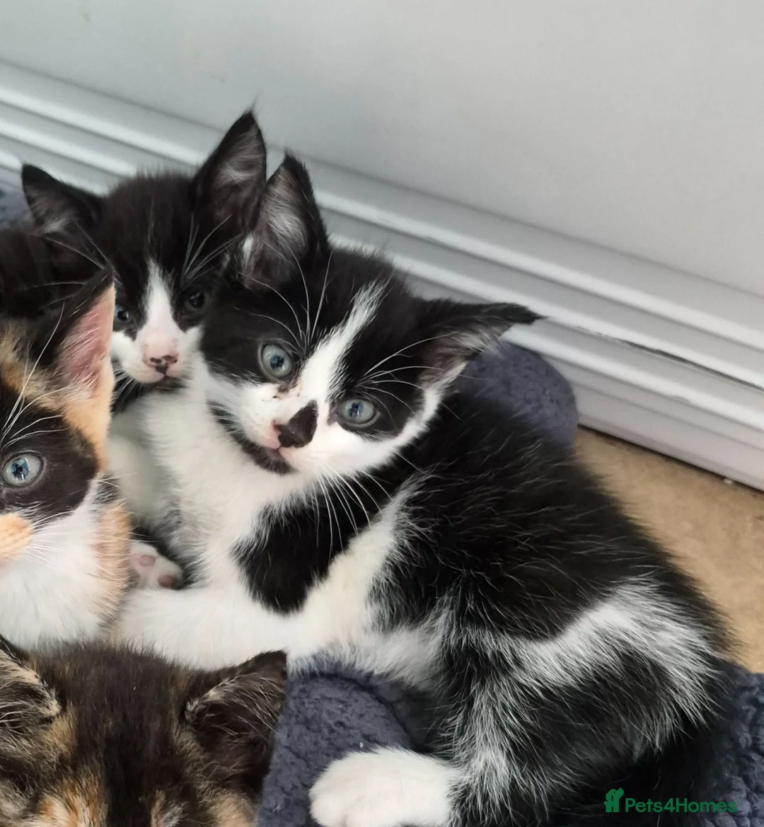 Mixed Breed cats for sale: 2 black and white male kittens very friendly  in Barnstaple - Advert 5