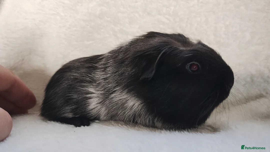 Guinea Pig rodents for sale: Baby cornet sisters guinea pig delivery available - Advert 10