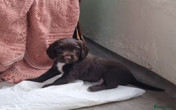 Cocker Spaniel dogs for sale: KC registered cocker spaniels - Image 18