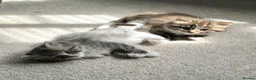 British Longhair cats for sale: Stunning British Longhair Kittens  - Advert 12