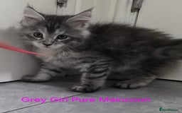 Maine Coon cats for sale: Maincoon Kitten For Sale - Image 23
