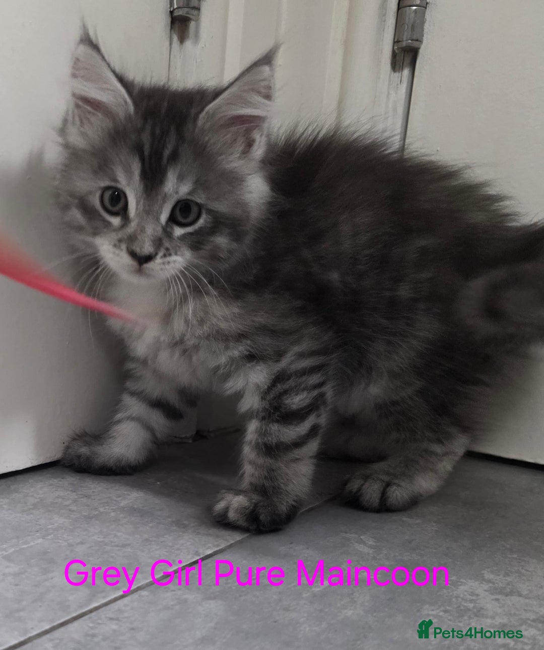Maine Coon cats for sale: Maincoon Kitten For Sale - Image 23