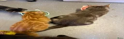 Mixed Breed cats for sale: British short hair x ginger tabby  in Reading - Advert 5