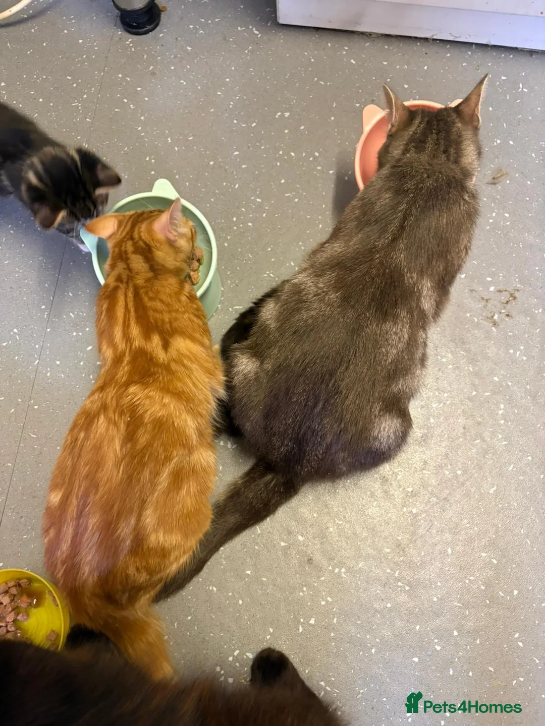 Mixed Breed cats for sale: British short hair x ginger tabby  in Reading - Advert 5