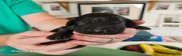Sproodle dogs for sale: Stunning Sproodles puppys for sale in Maybole - Advert 16