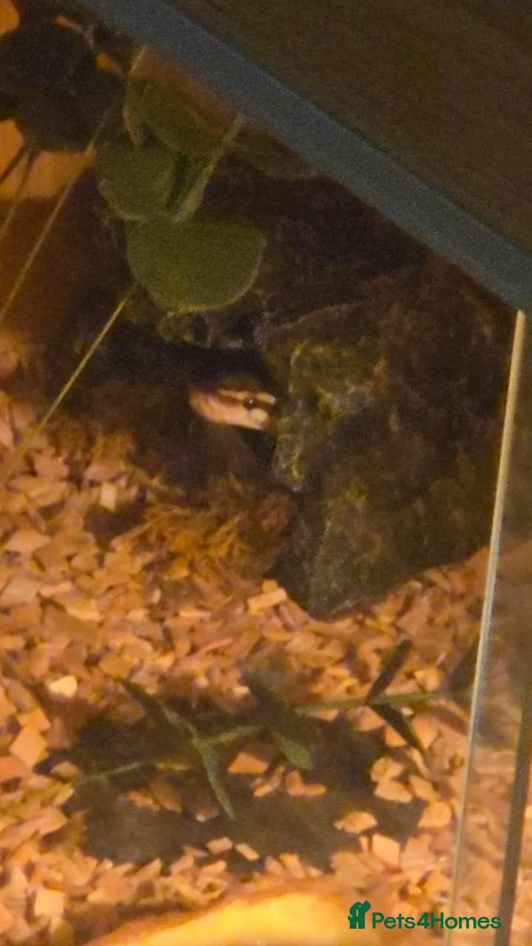Python Snake reptiles for sale: Royal python  - Advert 1