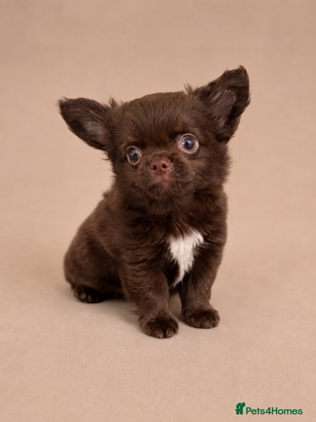 Chihuahua dogs 🧸Beautiful chocolate long-coat boy 🍎  - Advert 3