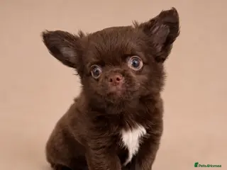 Chihuahua dogs 🧸Beautiful chocolate long-coat boy 🍎 - Advert 3