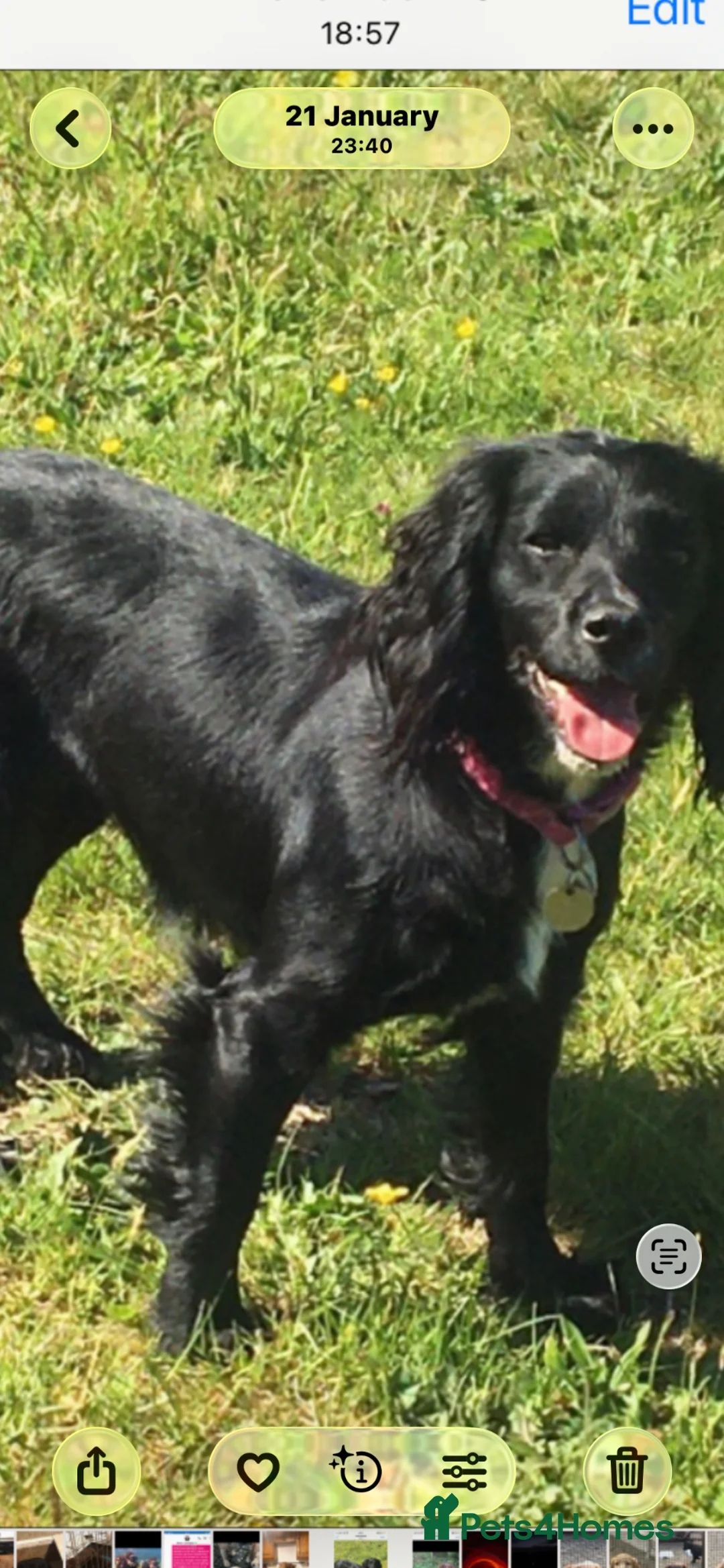 Cocker Spaniel dogs for sale: Cocker Spaniel Puppies *only 2 left* in Christchurch - Advert 16