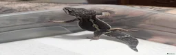 Leopard Gecko reptiles for sale: Black night leopard geckos  - Advert 11