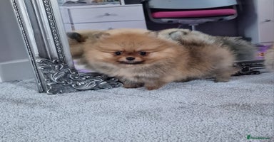 Pomeranian dogs - Advert 12