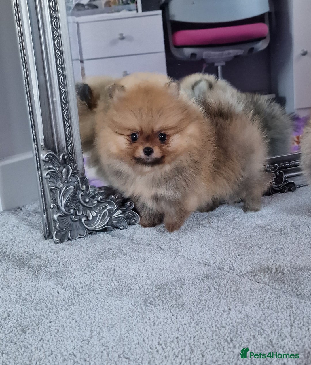 Pomeranian dogs for sale: Super tiny 2 Girls & a boy 💙💓 - Image 3