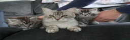 Maine Coon cats for sale: Maine Coon Cross Kittens - Fluffy Grey in Manchester - Advert 11