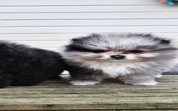 Pomeranian dogs for sale: teacup pomeranian puppies  - Image 9
