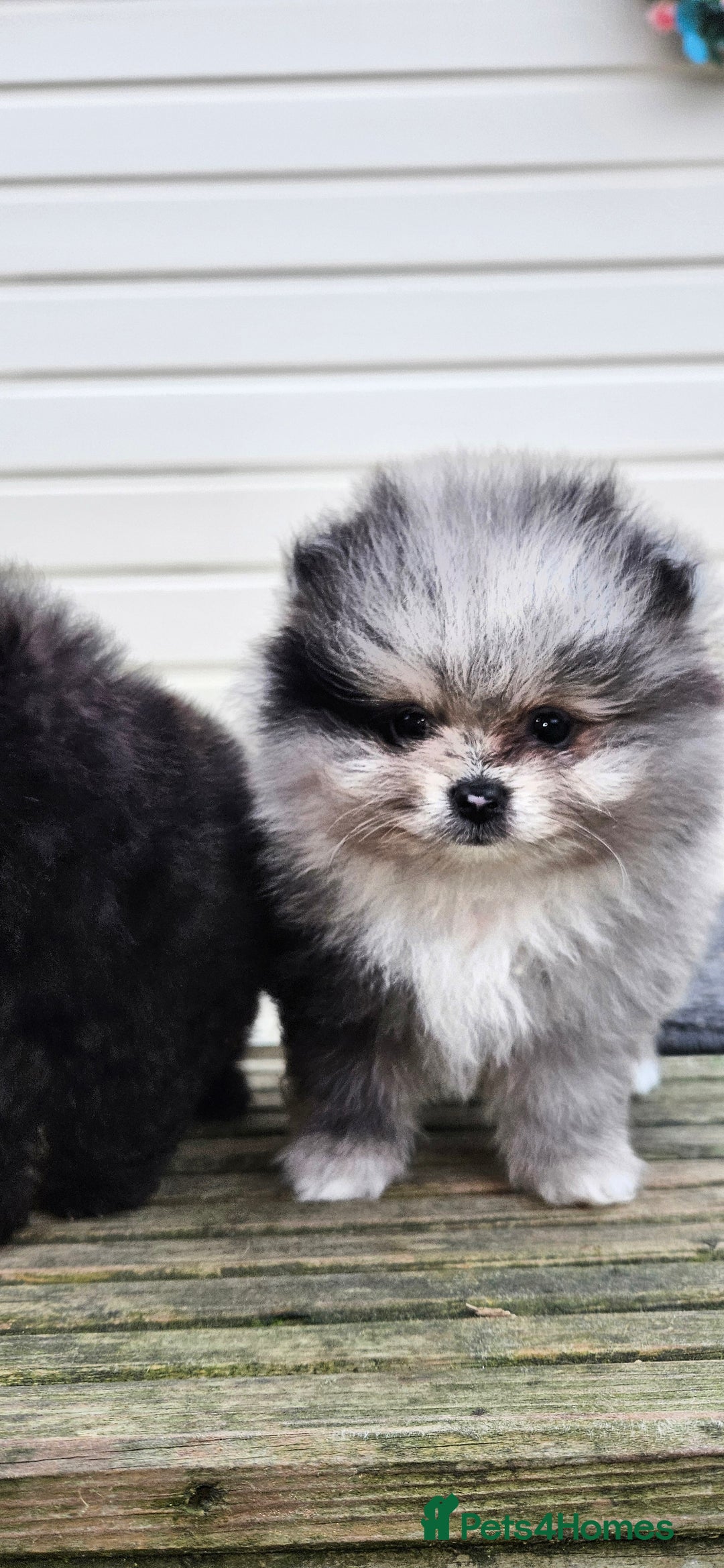 Pomeranian dogs for sale: teacup pomeranian puppies  - Image 9
