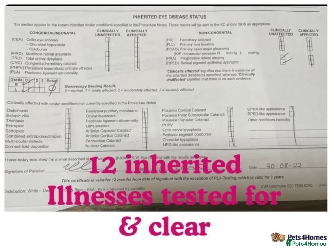Cocker Spaniel dogs for stud: *Mungo* GOLDEN Show Cocker PEDIGREE BEST TESTED in Bradford-on-Avon - Advert 11