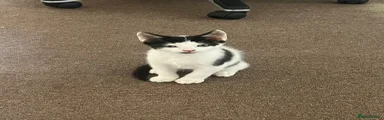 Mixed Breed Kitten 5