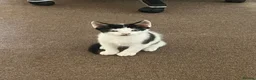 Mixed Breed cats for sale: gorgeous boys in Mansfield - Advert 2