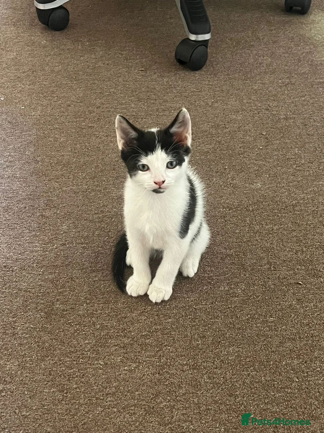 Mixed Breed cats for sale: gorgeous boys in Mansfield - Advert 2