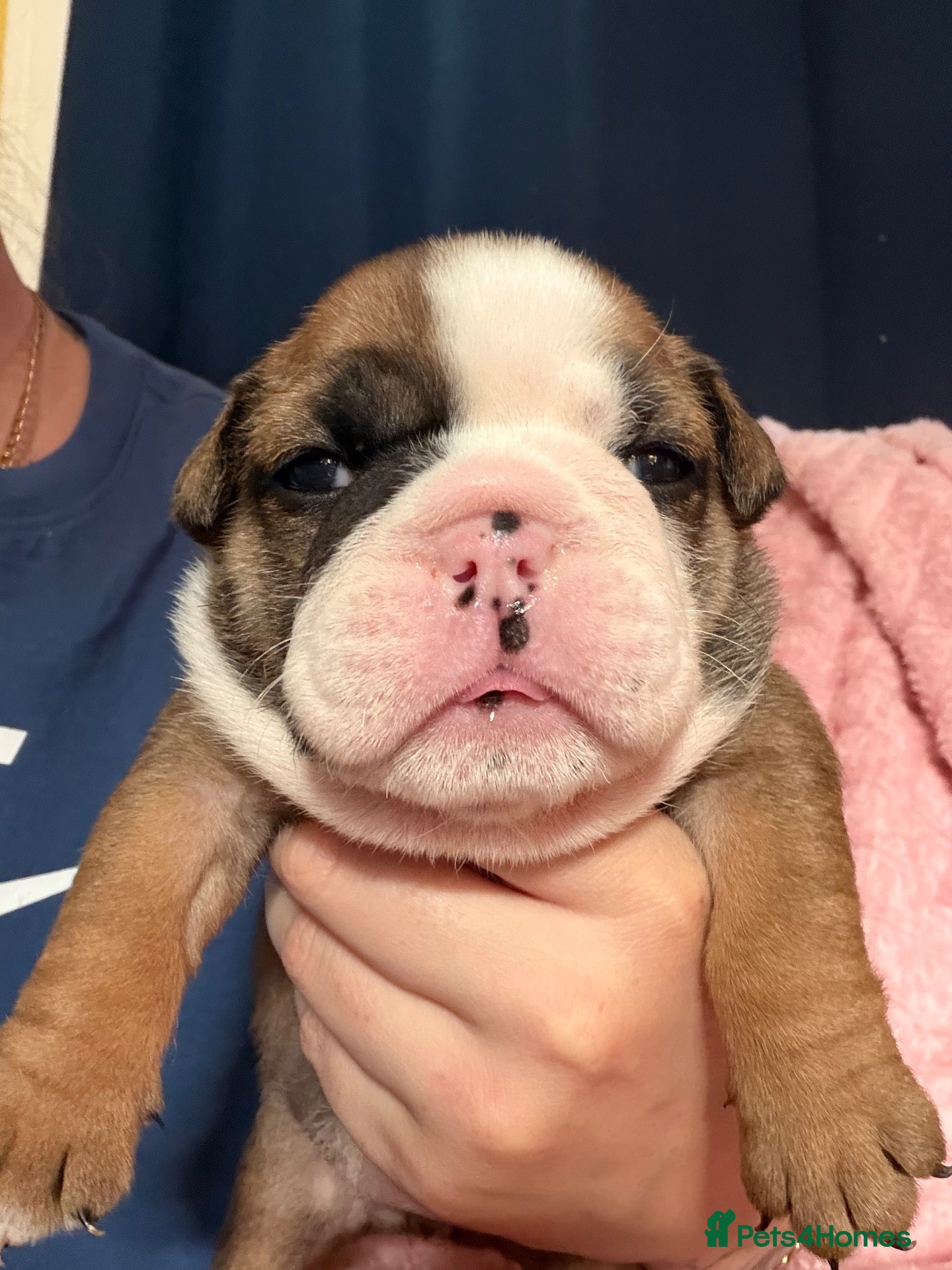 English Bulldog dogs Traditional British bulldogs  - Advert 17