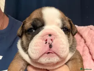 English Bulldog dogs LAST GIRL Traditional British bulldogs - Advert 2