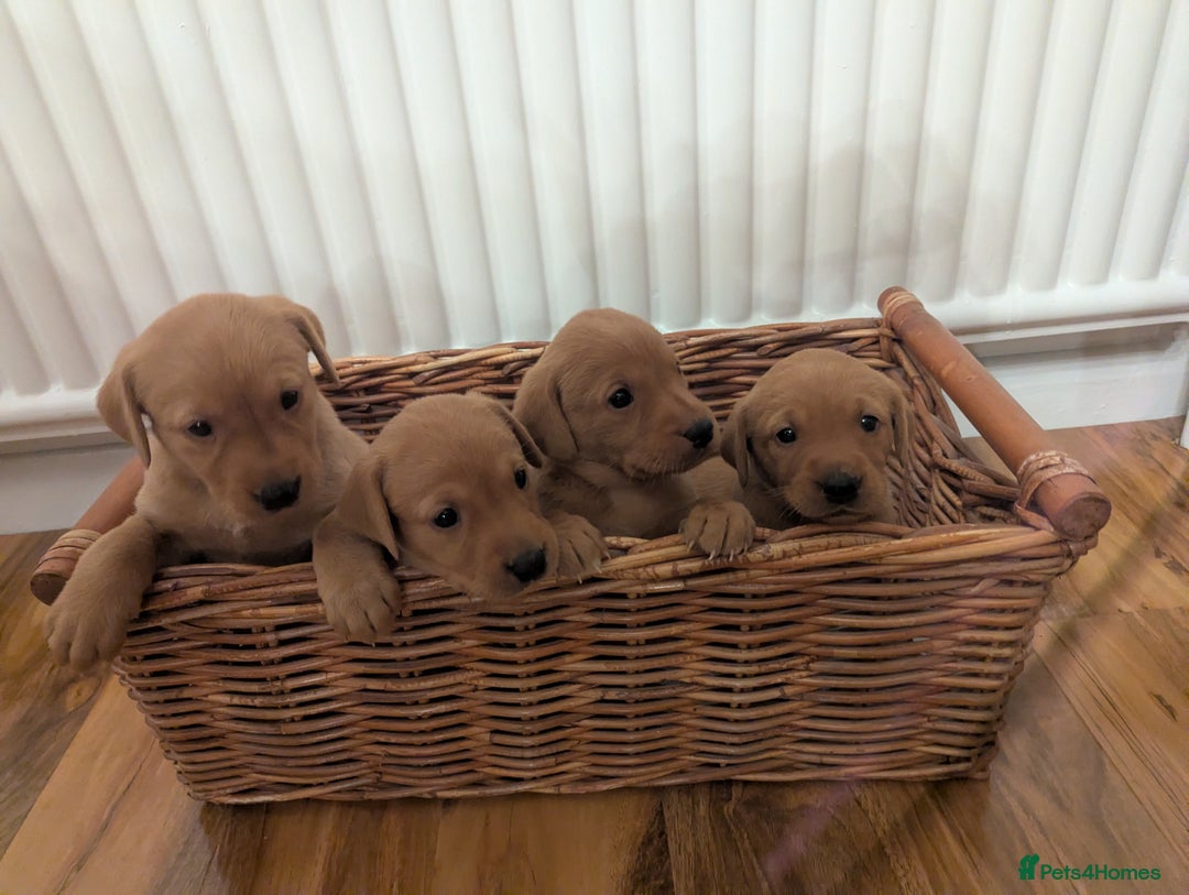 Labrador Retriever dogs for sale: Fox red Labradors  - Advert 6