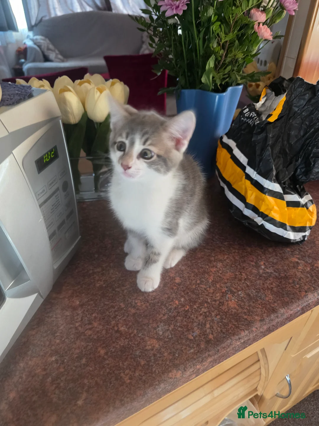 Domestic Shorthair cats for sale: Cute Kitten Looking for a Loving Home - Advert 4