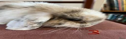 Mini Lop rabbits for sale: Beautiful Mini Lop Babies in Loughborough - Advert 26