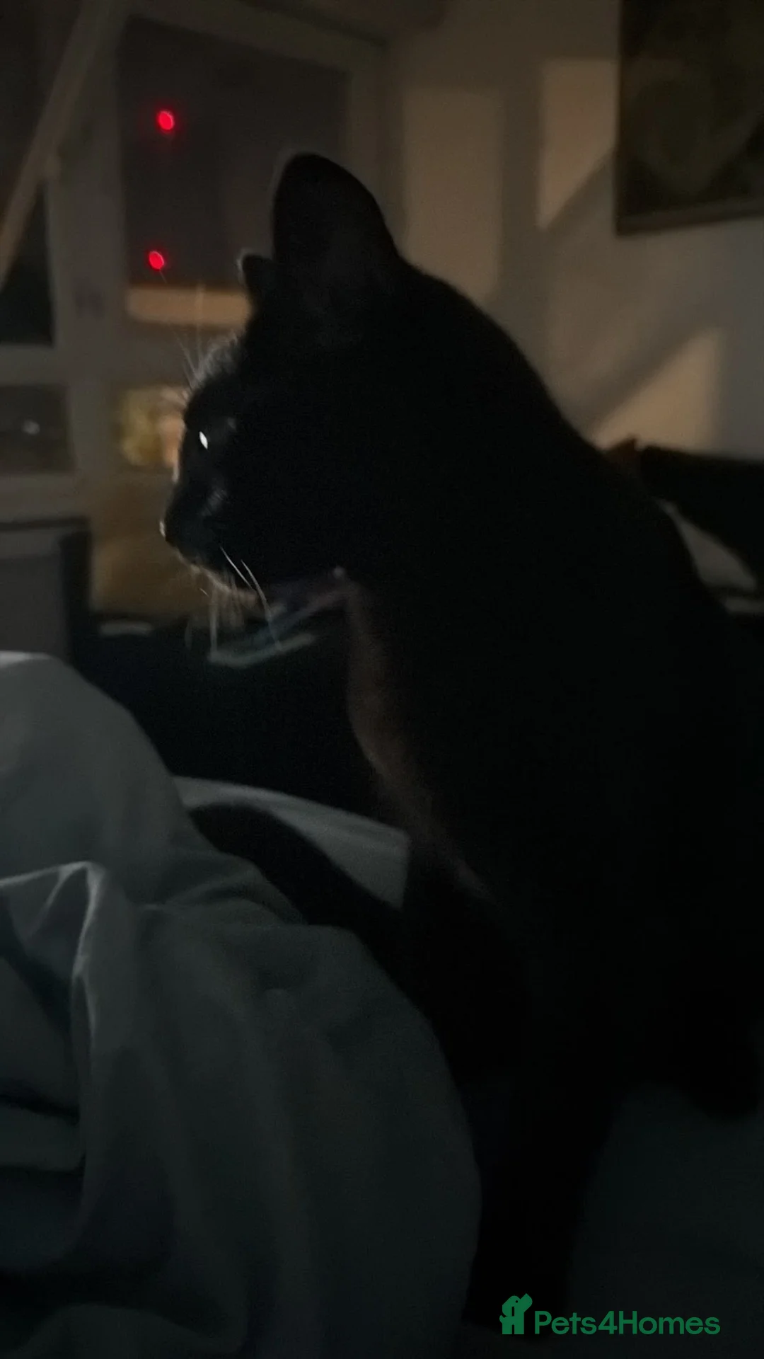 Domestic Shorthair cats for sale: URGENT | 0£ Giving up one of my cats for adoption in London - Advert 5