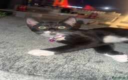 Mixed Breed cats for sale: Nala and Kiera  - Image 1