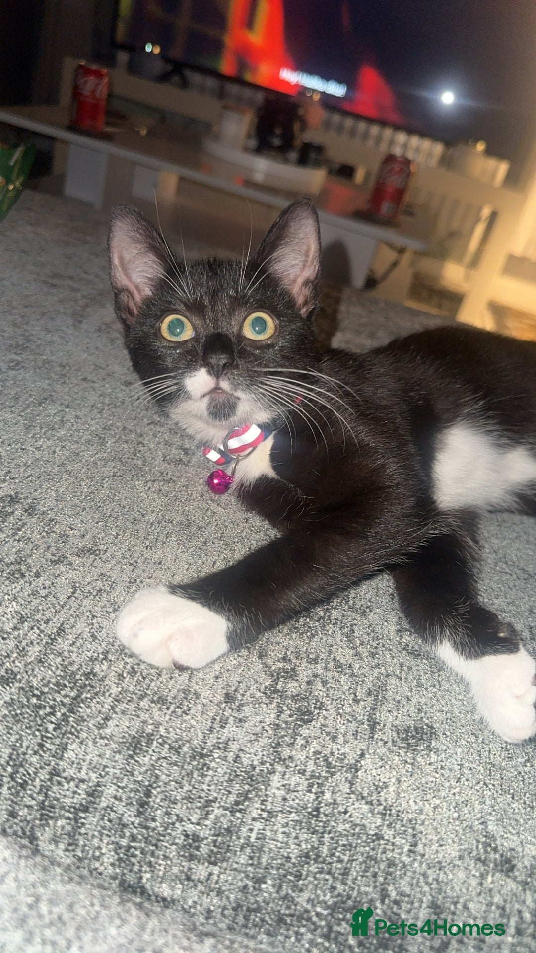 Mixed Breed cats for sale: Nala and Kiera  - Image 1