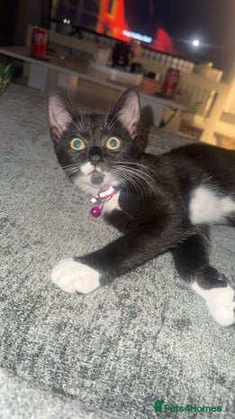 Mixed Breed cats - Advert 14