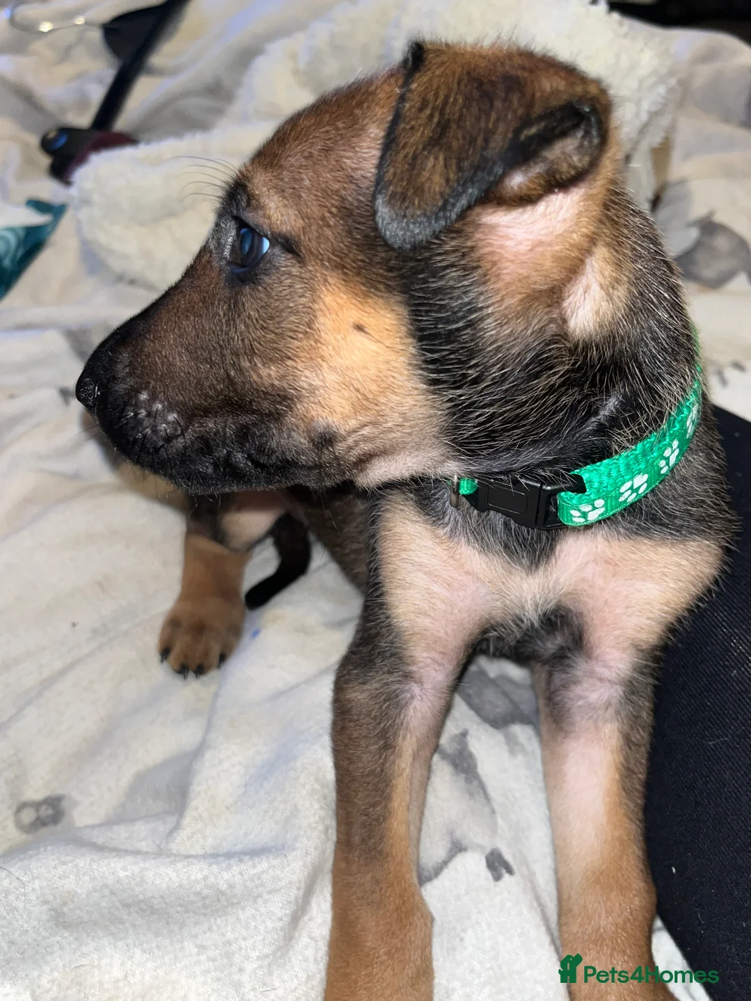 Mixed Breed dogs for sale: Doberman x Malinois x German Shepherd Puppies  - Advert 14