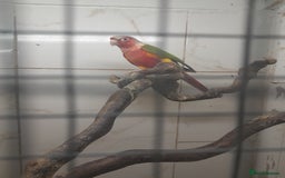 Conures birds for sale: Proven pair conures  - Image 3