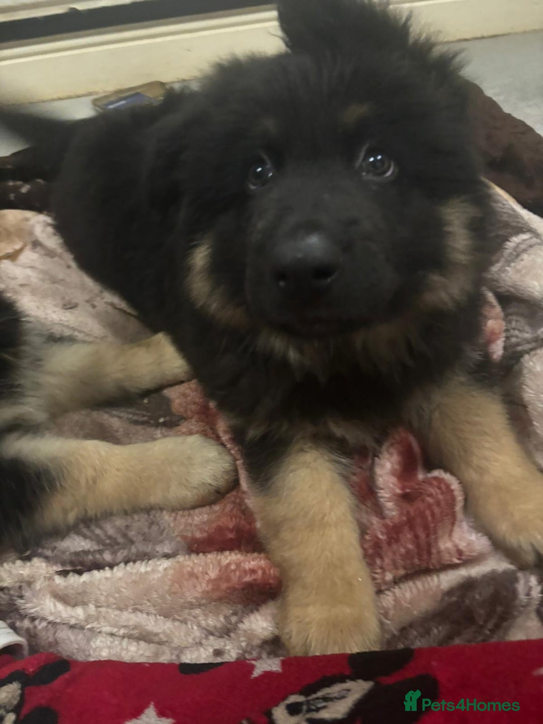 German Shepherd dogs for sale: 2 German Shepard boys  - Advert 12