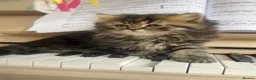Persian cats for sale: 🎀 DOLL FACE PERSIAN KITTENS!! 🎀 - Advert 10